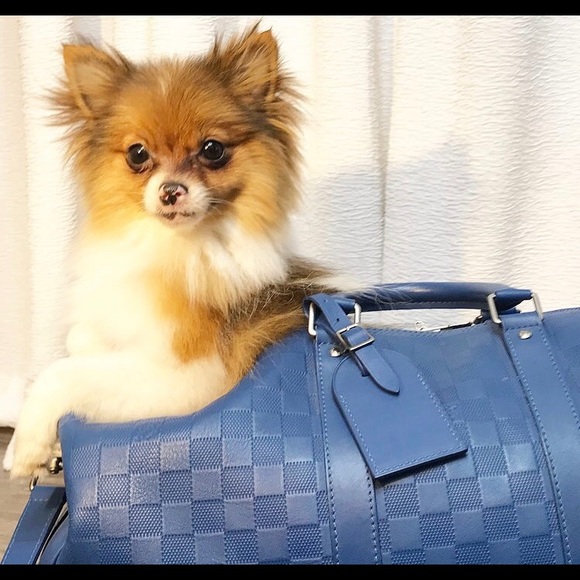 Meet your Posher, Pj - Picture 3 of 3